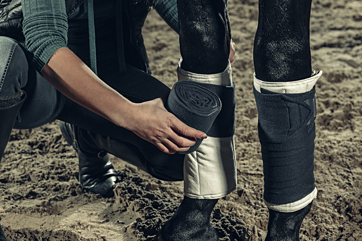 A rider wraps vet wrap around a horse's forelegs